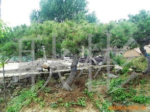 供應工程苗油松3-7m 價格、廠商與選購指南