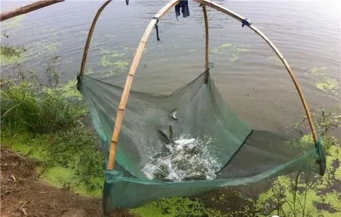 內(nèi)陸水產(chǎn)養(yǎng)殖銷售 把握未來趨勢(shì)，養(yǎng)殖者行動(dòng)指南